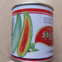 羊角蜜甜瓜种子超甜高产春季大田羊角脆香瓜籽甜瓜种无苦味