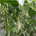 羊角蜜甜瓜种子超甜高产春季大田羊角脆香瓜籽甜瓜种无苦味