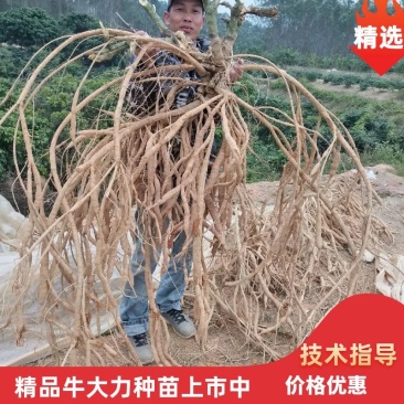 牛大种苗基地直供提供技术指导存活率高欢迎客商咨询