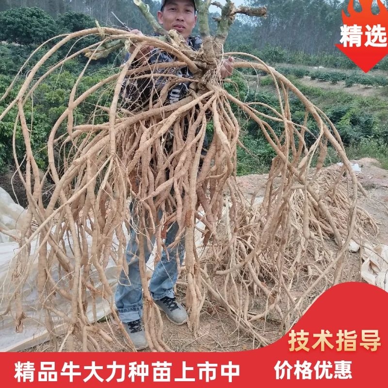 牛大种苗基地直供提供技术指导存活率高欢迎客商咨询