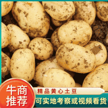 一级精品土豆，黄心土豆，货源充足，品质保证。