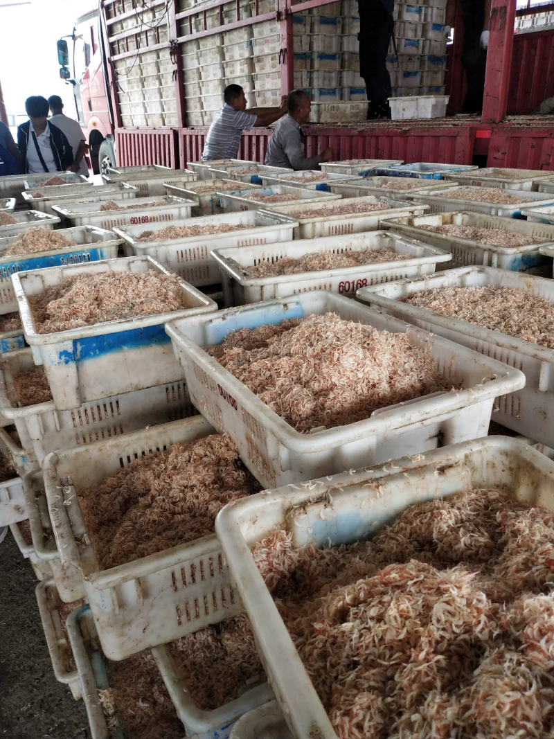 虾皮山东滨州沾化区批发零售量大优惠保质保量欢迎采购