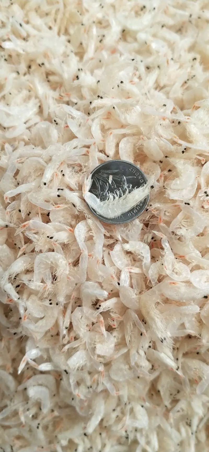 虾皮山东滨州沾化区批发零售量大优惠保质保量欢迎采购
