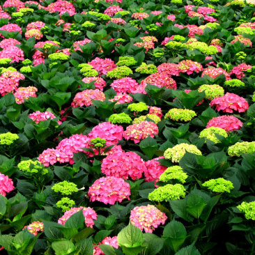 八仙花绣球花八仙绣球量大价优
