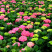 八仙花绣球花八仙绣球量大价优