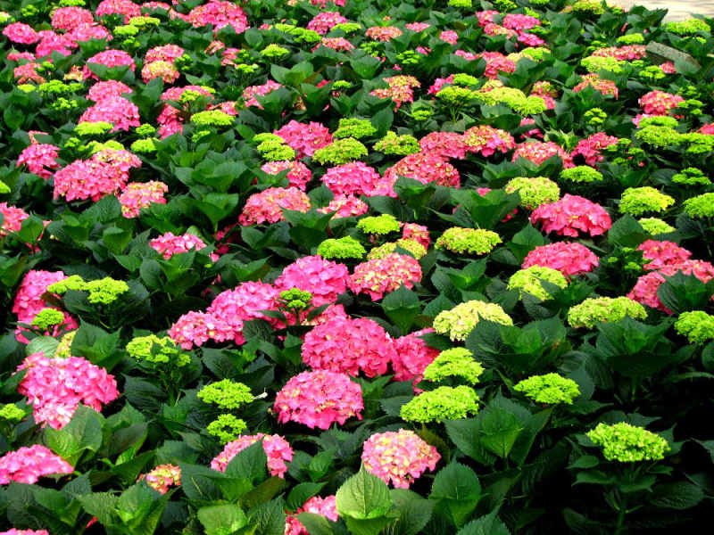 八仙花绣球花八仙绣球量大价优