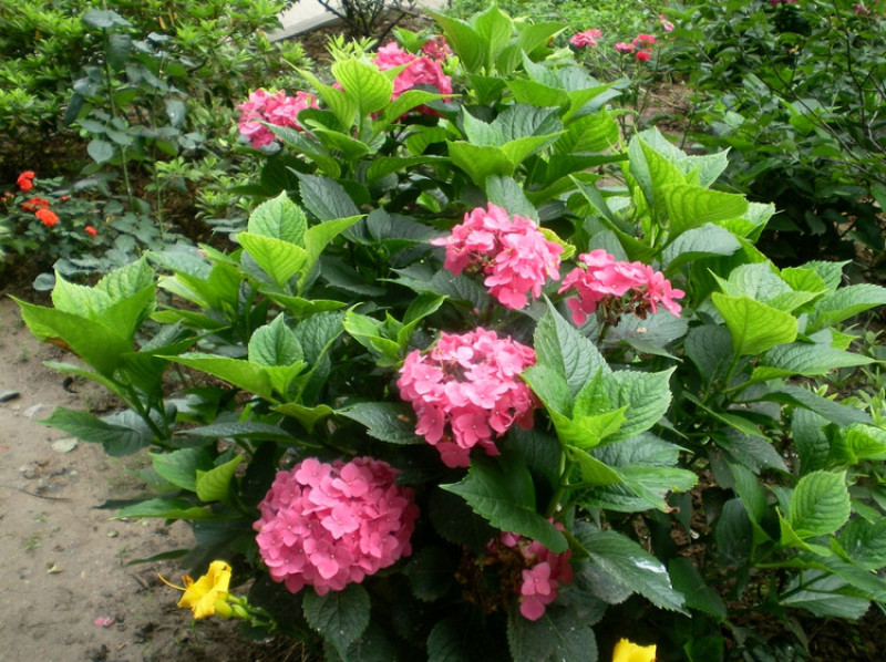 八仙花绣球花八仙绣球量大价优