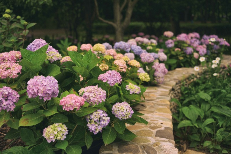 八仙花绣球花八仙绣球量大价优