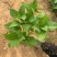 八仙花绣球花八仙绣球量大价优