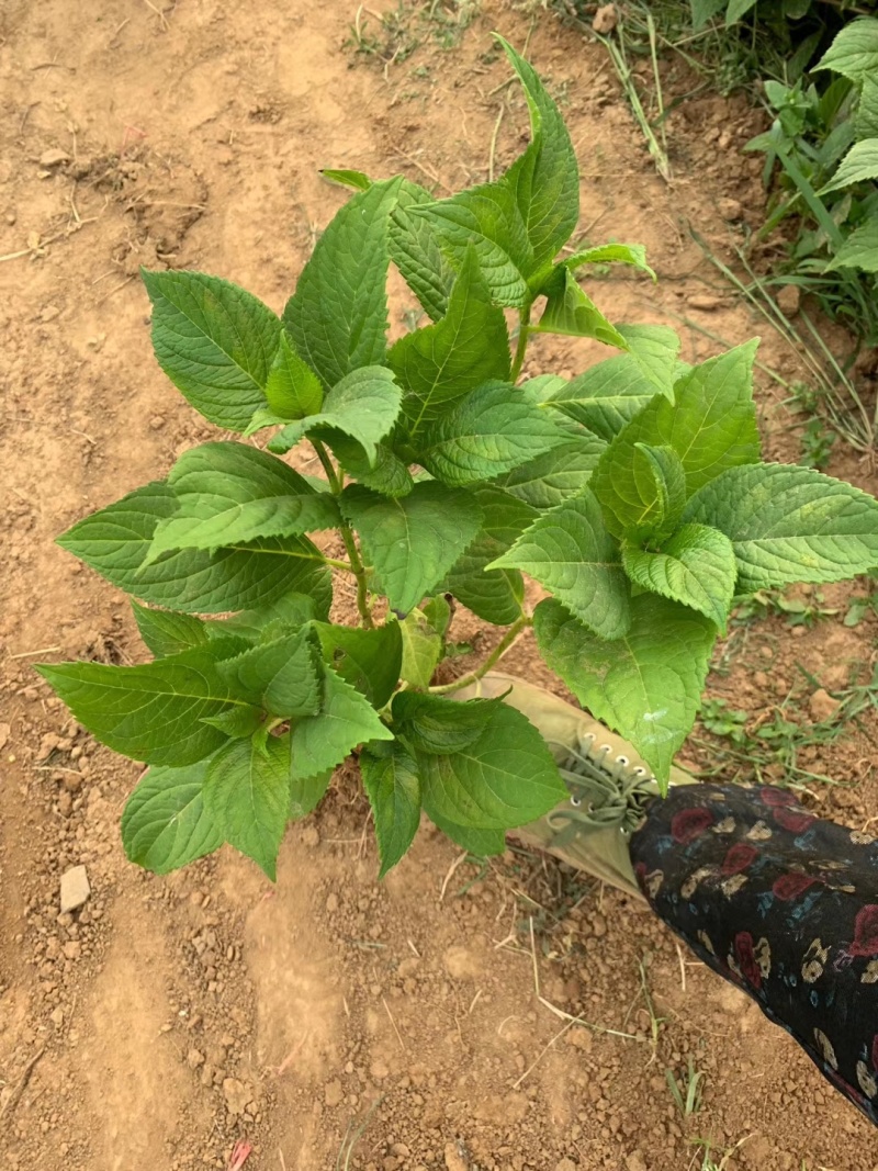 八仙花绣球花八仙绣球量大价优