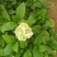 八仙花绣球花八仙绣球量大价优