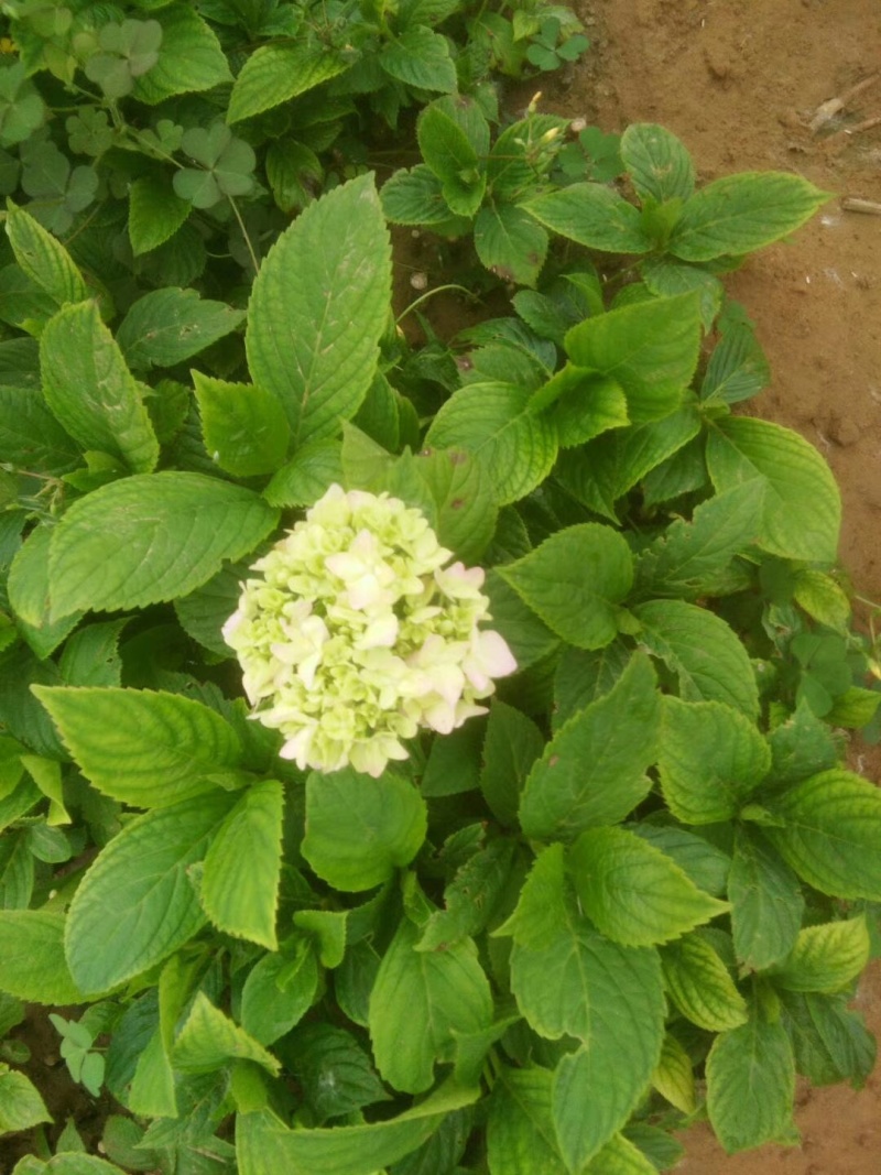八仙花绣球花八仙绣球量大价优