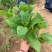 八仙花绣球花八仙绣球量大价优