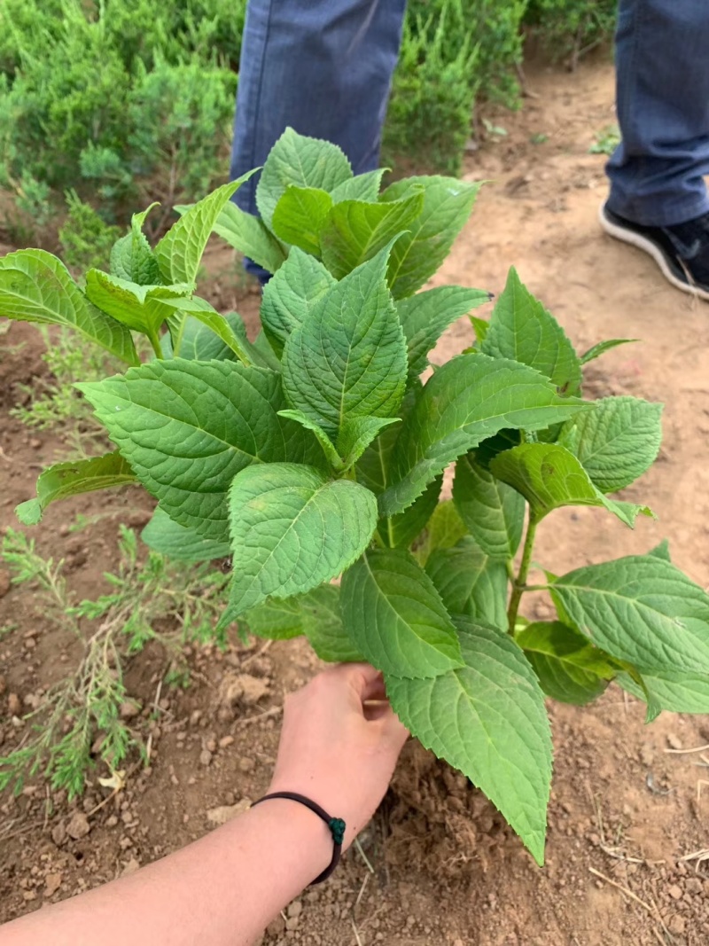 八仙花绣球花八仙绣球量大价优
