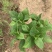 八仙花绣球花八仙绣球量大价优