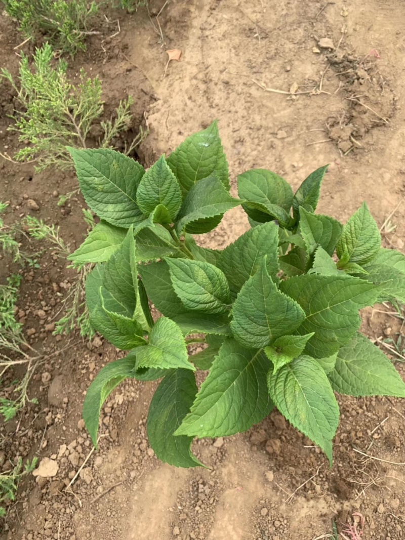 八仙花绣球花八仙绣球量大价优