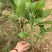 八仙花绣球花八仙绣球量大价优