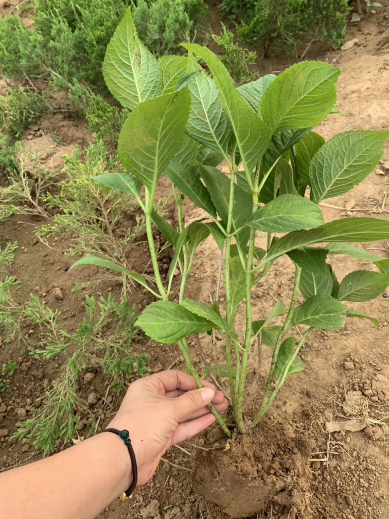 八仙花绣球花八仙绣球量大价优