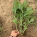 八仙花绣球花八仙绣球量大价优