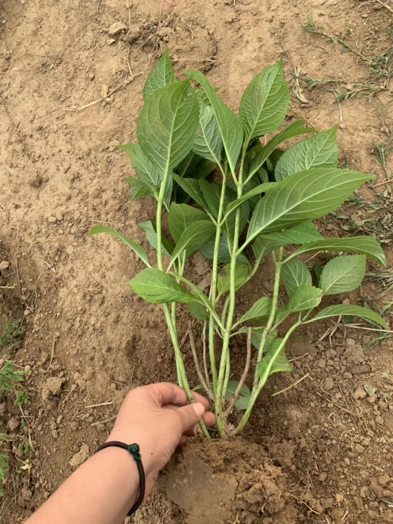 八仙花绣球花八仙绣球量大价优