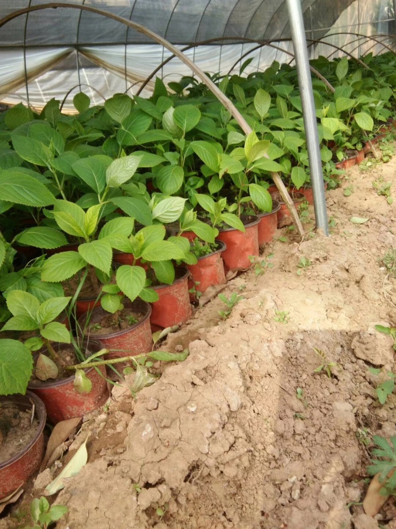 八仙花绣球花八仙绣球量大价优