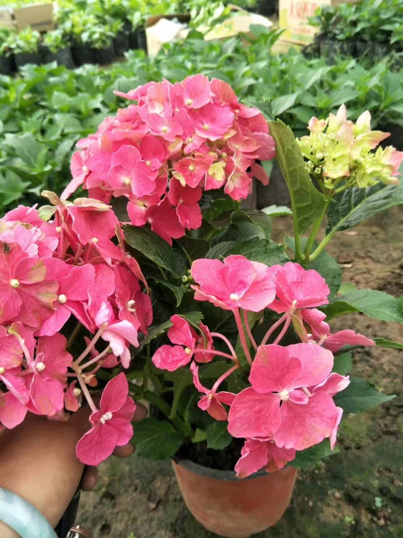 八仙花绣球花八仙绣球量大价优