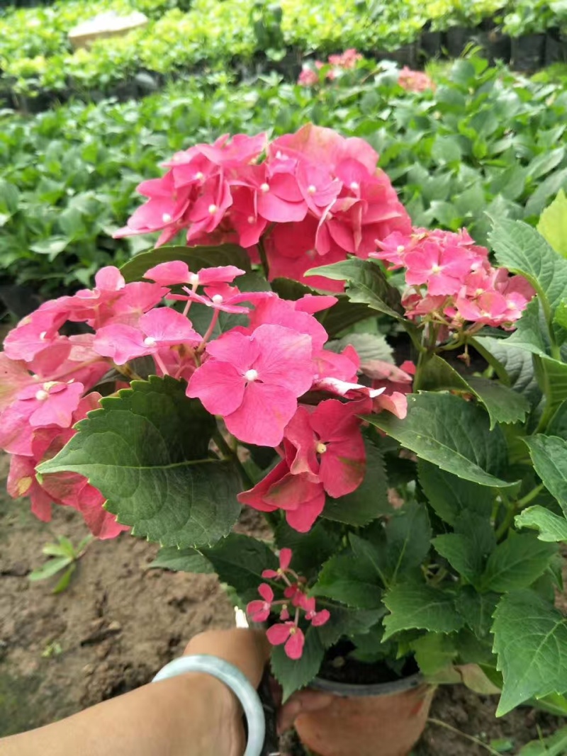 八仙花绣球花八仙绣球量大价优