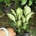 八仙花绣球花八仙绣球量大价优
