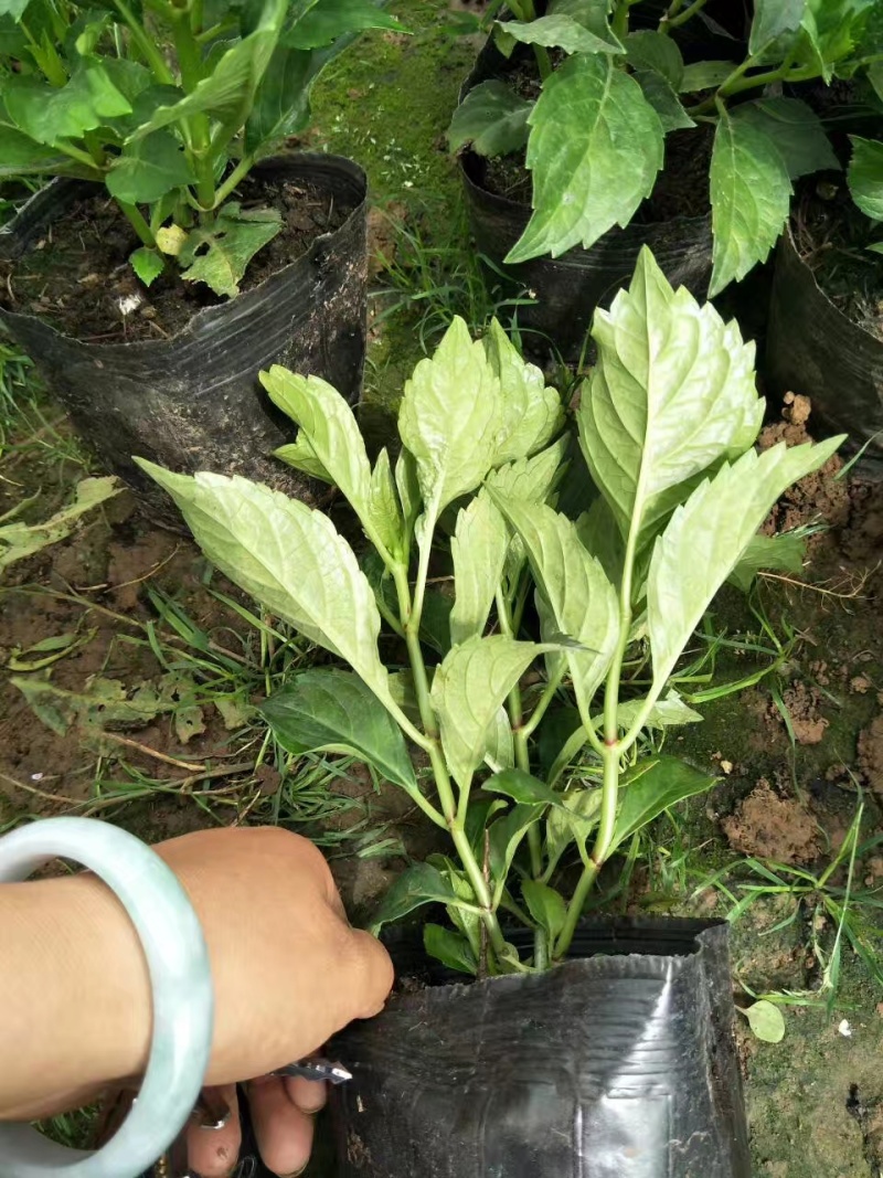 八仙花绣球花八仙绣球量大价优