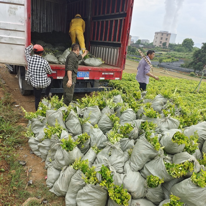 金叶女贞小苗金森女贞球大叶小叶女贞树园林绿化苗木基地