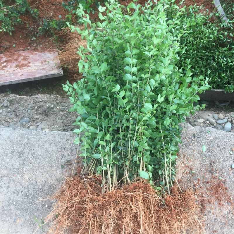 金叶女贞小苗金森女贞球大叶小叶女贞树园林绿化苗木基地