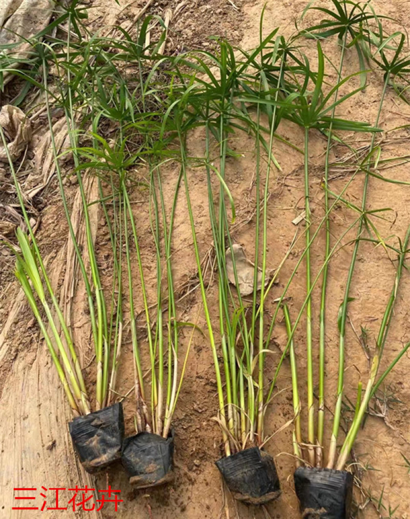 旱伞草水生植物耐阴旱伞草基地风车草杯苗