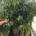 旱伞草水生植物耐阴旱伞草基地风车草杯苗
