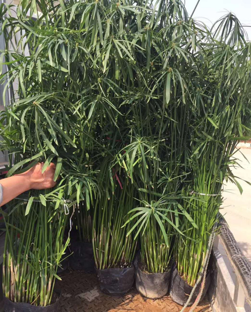 旱伞草水生植物耐阴旱伞草基地风车草杯苗