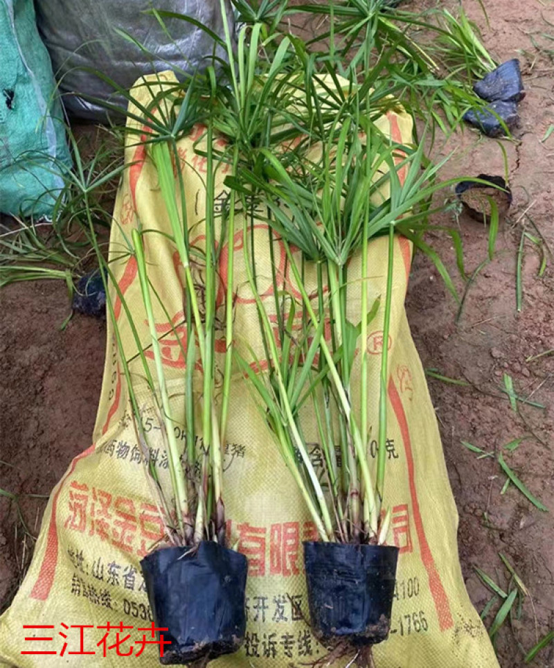 旱伞草水生植物耐阴旱伞草基地风车草杯苗
