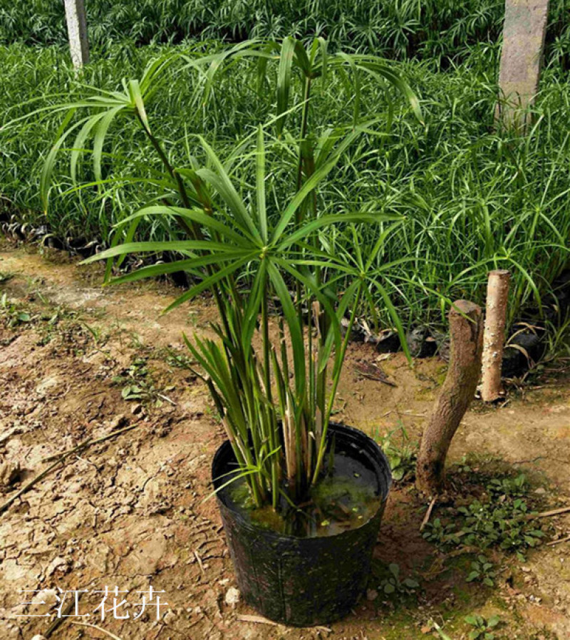 旱伞草水生植物耐阴旱伞草基地风车草杯苗