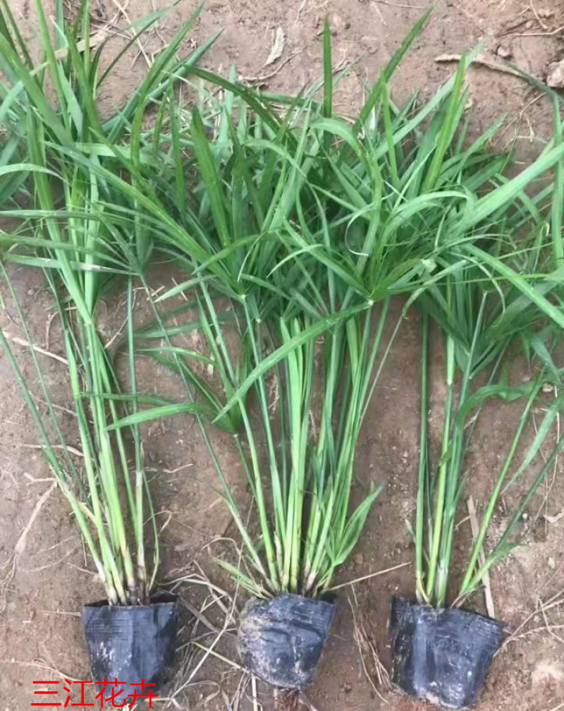 旱伞草水生植物耐阴旱伞草基地风车草杯苗