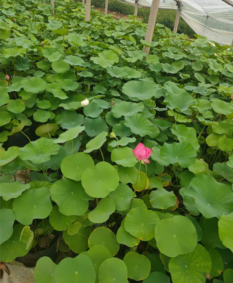 多年生水生植物荷花种植基地湿地绿化池塘栽培