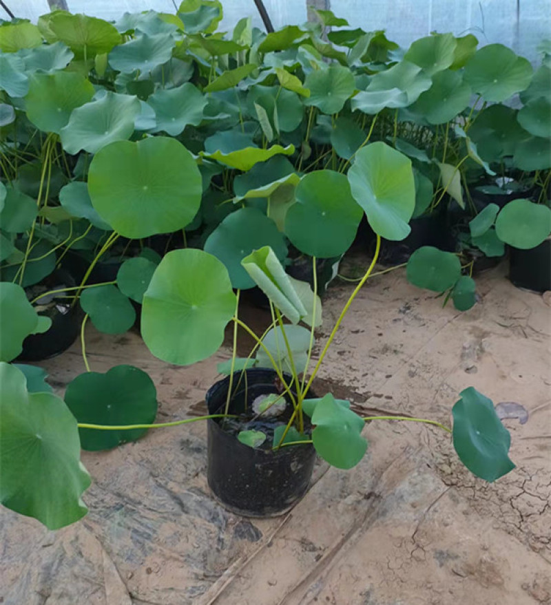 多年生水生植物荷花种植基地湿地绿化池塘栽培