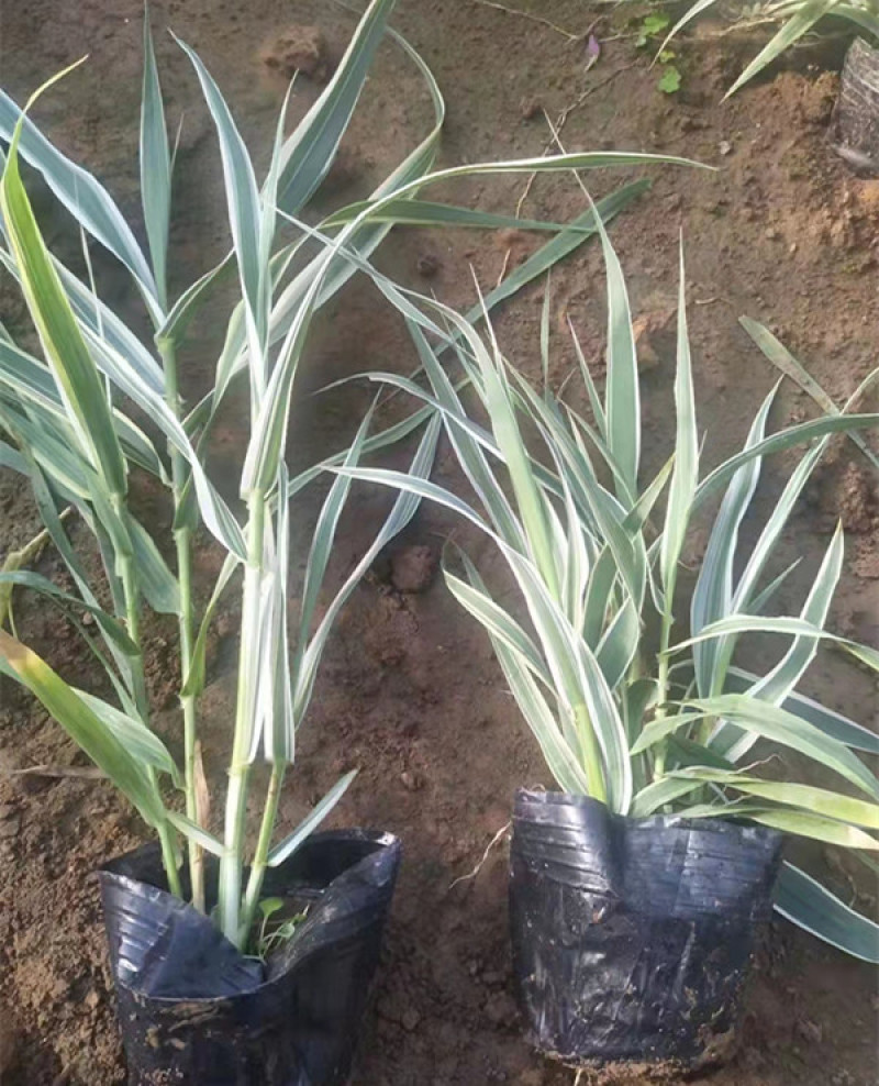 花叶芦竹种植种苗花叶芦竹价格各种景观绿化工程