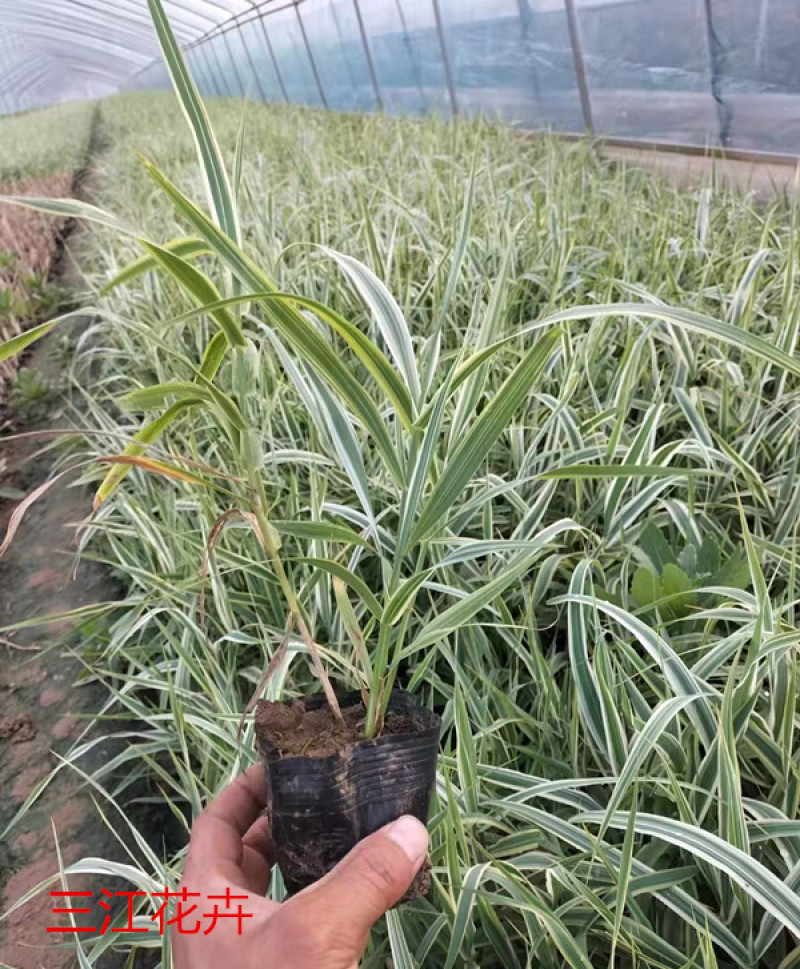 花叶芦竹种植种苗花叶芦竹价格各种景观绿化工程