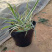 花叶芦竹种植种苗花叶芦竹价格各种景观绿化工程