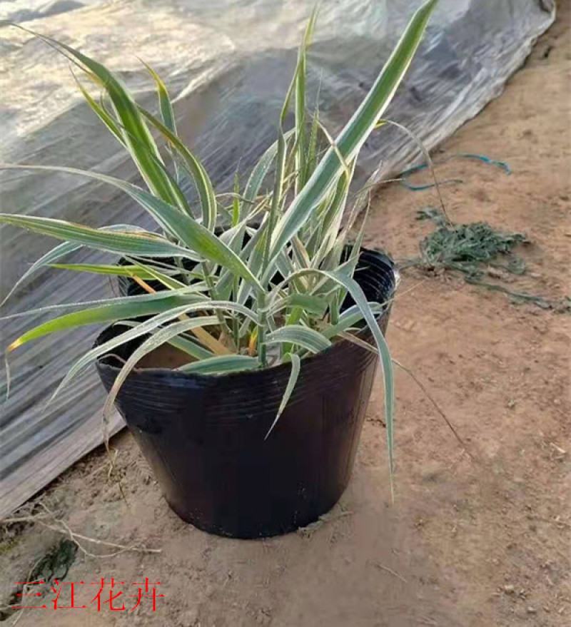 花叶芦竹种植种苗花叶芦竹价格各种景观绿化工程