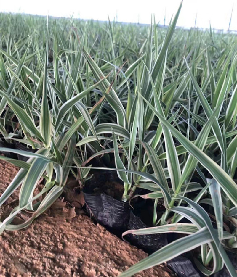 花叶芦竹种植种苗花叶芦竹价格各种景观绿化工程
