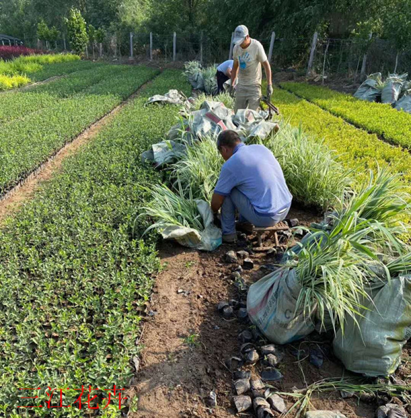花叶芦竹种植种苗花叶芦竹价格各种景观绿化工程