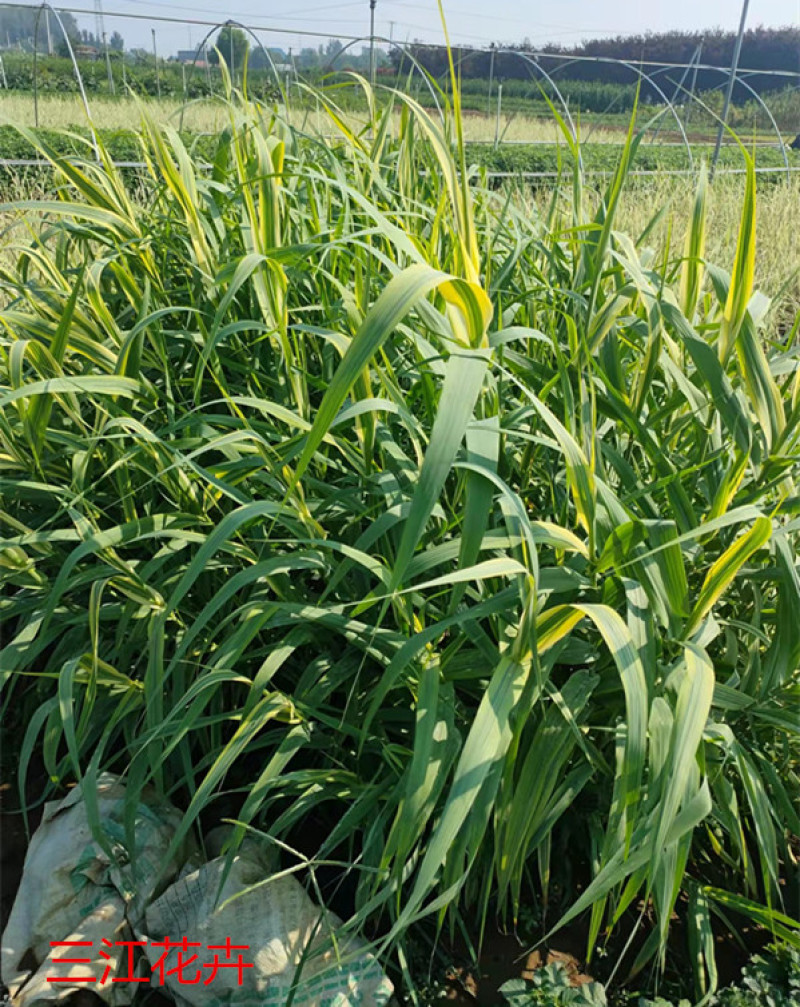 花叶芦竹种植种苗花叶芦竹价格各种景观绿化工程