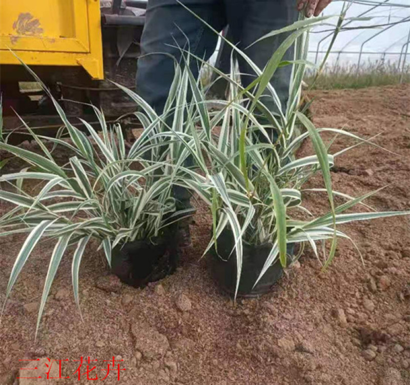 花叶芦竹种植种苗花叶芦竹价格各种景观绿化工程