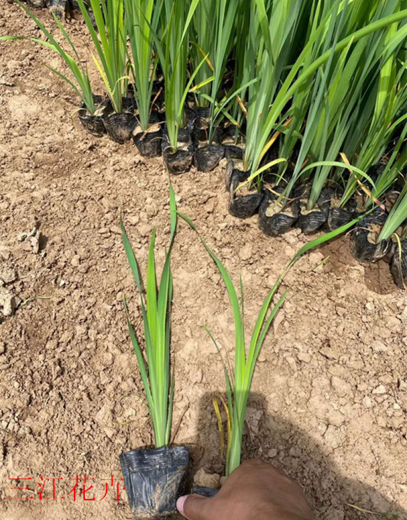 黄菖蒲宿根苗杯苗出售黄菖蒲供应农户自产自销