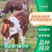 西门塔尔牛，大母牛育肥小公牛自繁自育，回报率高厂家
