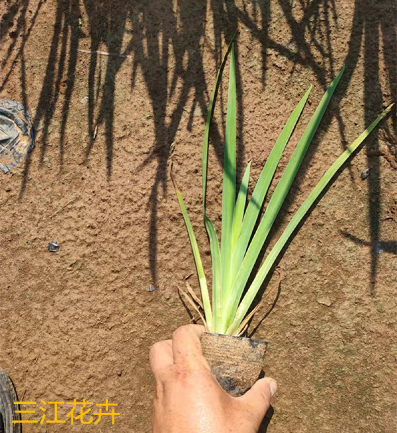 四季水生鸢尾多年生草本花色鲜艳易栽培花丛花境栽培